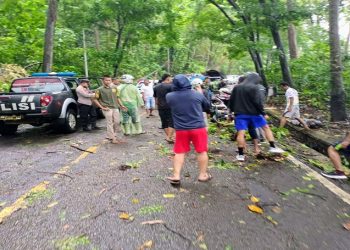 Minimalisir Pohon di Area Cagar Alam Tumbang, BKSDA dan Unsur Pemkab Sukabumi Lakukan Penebangan