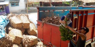 Jalan Pajampangan Rusak Abadi, Distribusi Hasil Pertanian Sering Membusuk