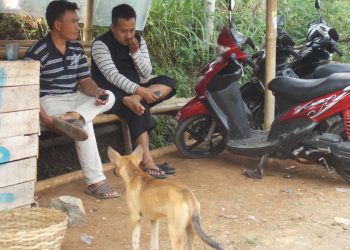 Warga Neglasari Resah Dengan Kemunculan Anjing Liar