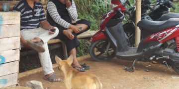 Warga Neglasari Resah Dengan Kemunculan Anjing Liar