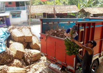 Petani Menjerit Pupuk Urea dan NPK Langka di Pasaran, Ini Komentar Dinas Pertanian Kab. Sukabumi