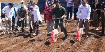 Wakil Bupati Sukabumi H. Iyos Somantri Hadir Kegiatan Tanam Perdana Sorgum Di Desa Kertajaya Simpenan