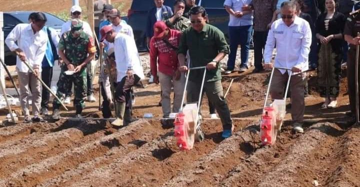 Wakil Bupati Sukabumi H. Iyos Somantri Hadir Kegiatan Tanam Perdana Sorgum Di Desa Kertajaya Simpenan