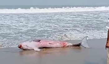 Evakuasi Paus Terdampar di Pantai Citepus Pelabuhan Ratu Sukabumi