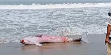 Evakuasi Paus Terdampar di Pantai Citepus Pelabuhan Ratu Sukabumi