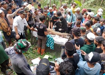 Warga Kalibunder Dihebohkan Dengan Adanya Macan Tutul Yang Keluar Hutan