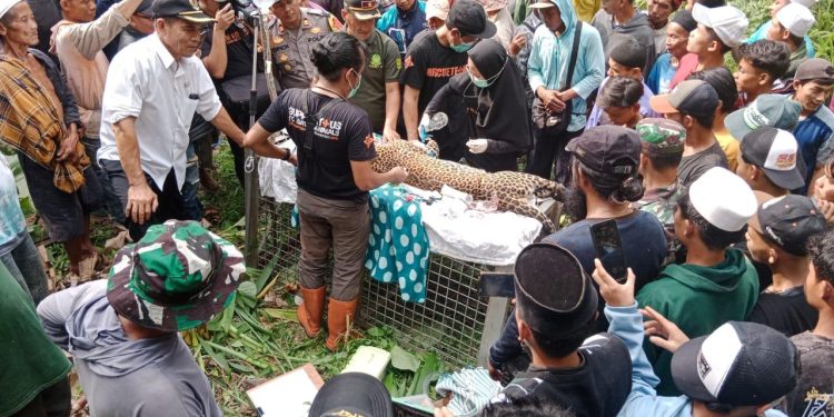 Warga Kalibunder Dihebohkan Dengan Adanya Macan Tutul Yang Keluar Hutan