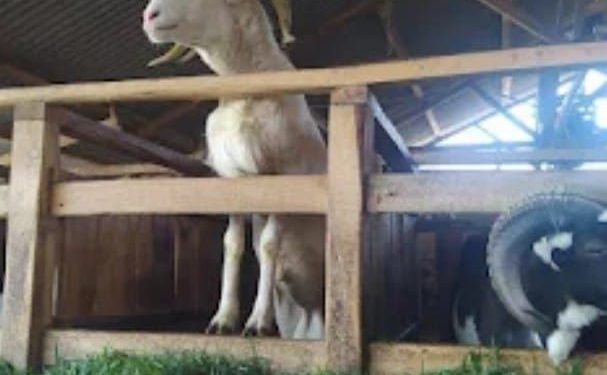 Anggota DPRD Kab. Sukabumi Komisi ll Tedi Setiadi, Serap Aspirasi Bantuan Hewan Ternak