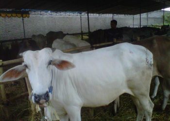 Jelang Hari Raya Idul Adha 1446 Hijriah Penjual Hewan Qurban Masih Sepi, Ini Himbauan Kadisnak Kabupaten Sukabumi