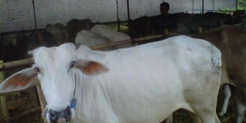 Jelang Hari Raya Idul Adha 1446 Hijriah Penjual Hewan Qurban Masih Sepi, Ini Himbauan Kadisnak Kabupaten Sukabumi