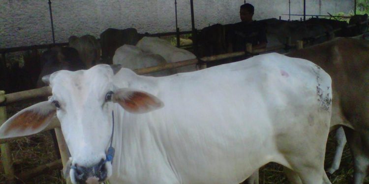 Jelang Hari Raya Idul Adha 1446 Hijriah Penjual Hewan Qurban Masih Sepi, Ini Himbauan Kadisnak Kabupaten Sukabumi