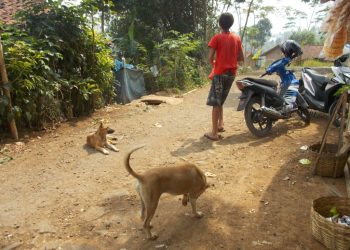 Sejumlah Warga Desa Bangbayang Diresahkan Dengan Kedatangan Anjing Liar Secaran Tiba-tiba