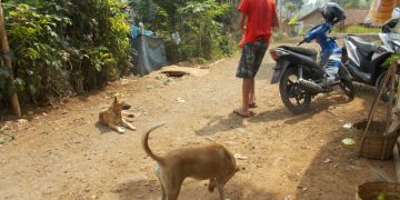 Sejumlah Warga Desa Bangbayang Diresahkan Dengan Kedatangan Anjing Liar Secaran Tiba-tiba