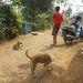 Sejumlah Warga Desa Bangbayang Diresahkan Dengan Kedatangan Anjing Liar Secaran Tiba-tiba
