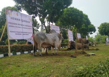 Ponpes Modern Assalam Putri Sembelih Hewan Qurban Milik Empat Tokoh Nasional Indonesia