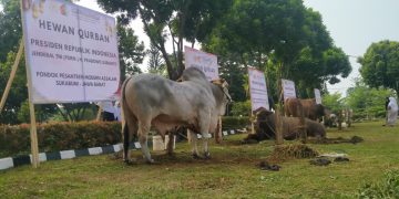 Ponpes Modern Assalam Putri Sembelih Hewan Qurban Milik Empat Tokoh Nasional Indonesia