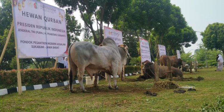 Ponpes Modern Assalam Putri Sembelih Hewan Qurban Milik Empat Tokoh Nasional Indonesia