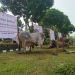 Ponpes Modern Assalam Putri Sembelih Hewan Qurban Milik Empat Tokoh Nasional Indonesia