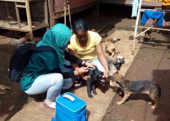 Jaga Status Bebas Rabies Disnak Vaksinasi Ratusan Anjing dan Hewan Peliharaan di Cikembar