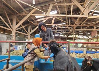 Disnak Kabupaten Sukabumi Gencar Tingkatkan Pelayanan Kesehatan Hewan Ternak