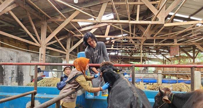 Disnak Kabupaten Sukabumi Gencar Tingkatkan Pelayanan Kesehatan Hewan Ternak
